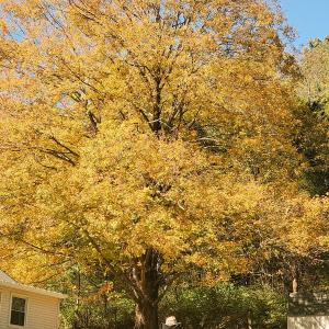 Sugar Maple