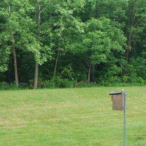 Bluebird Box