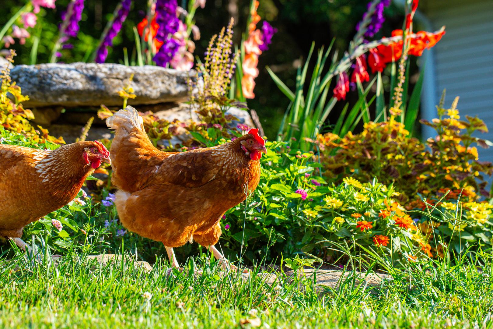 Chickens Year 1