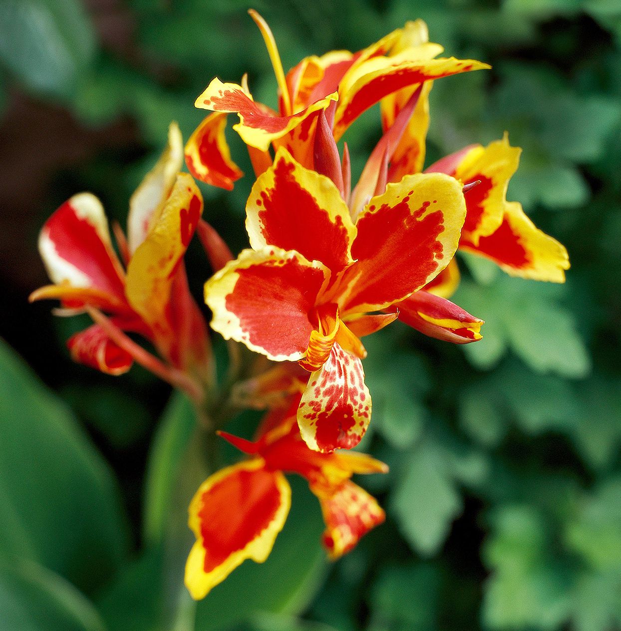 Canna Lily Yellow Red