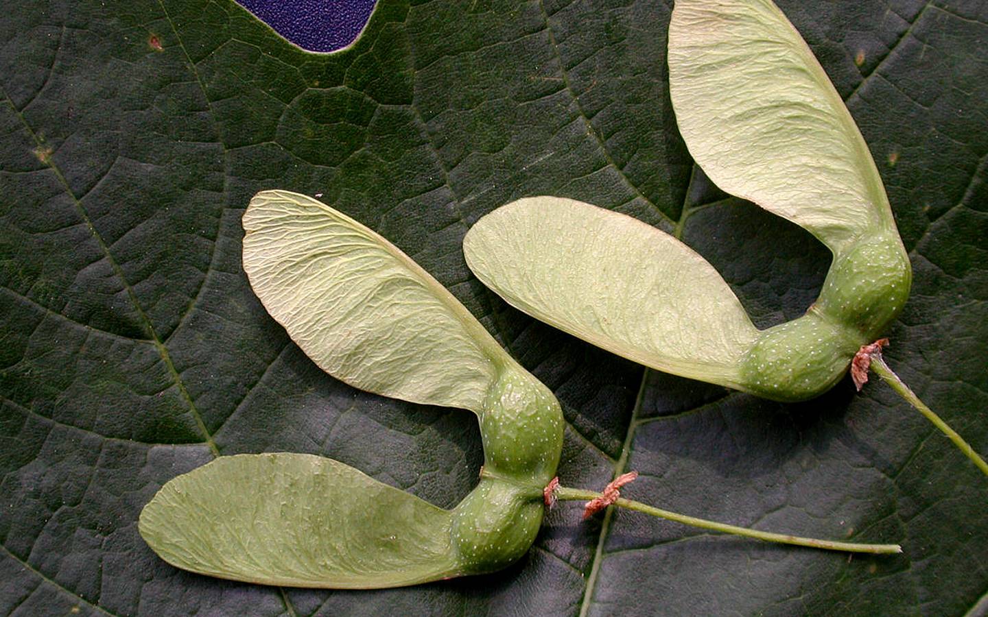 Sugar Maple Seeds