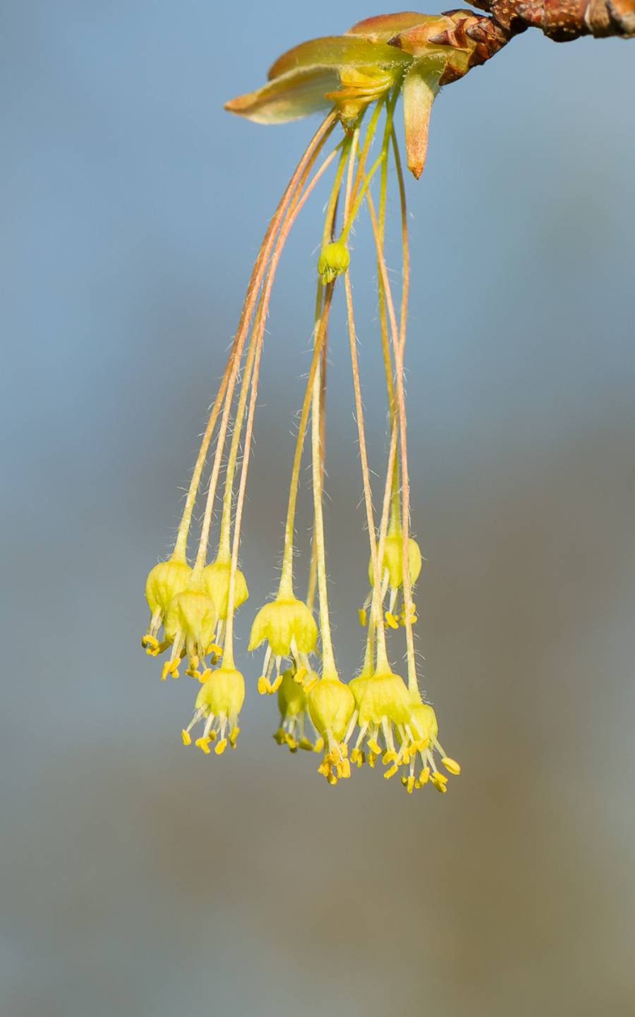 Sugar Maple Seeds