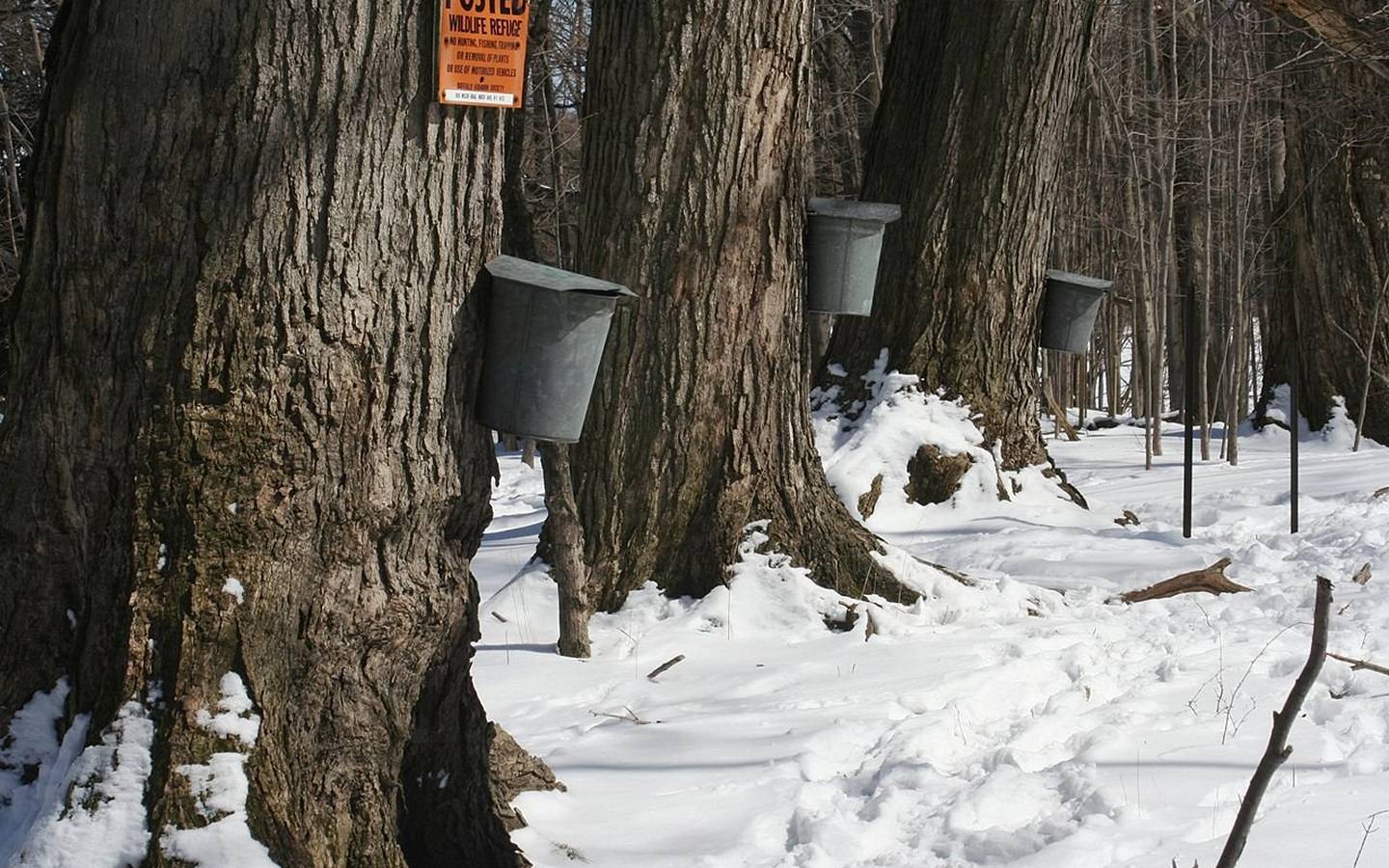 Sugar Maple Syrup