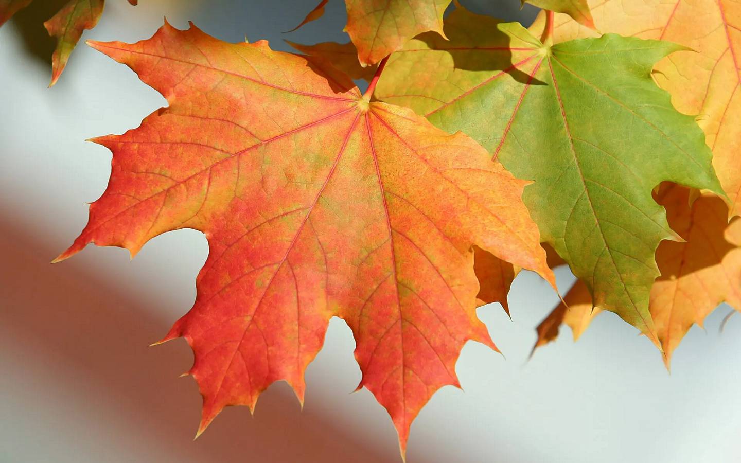 Sugar Maple