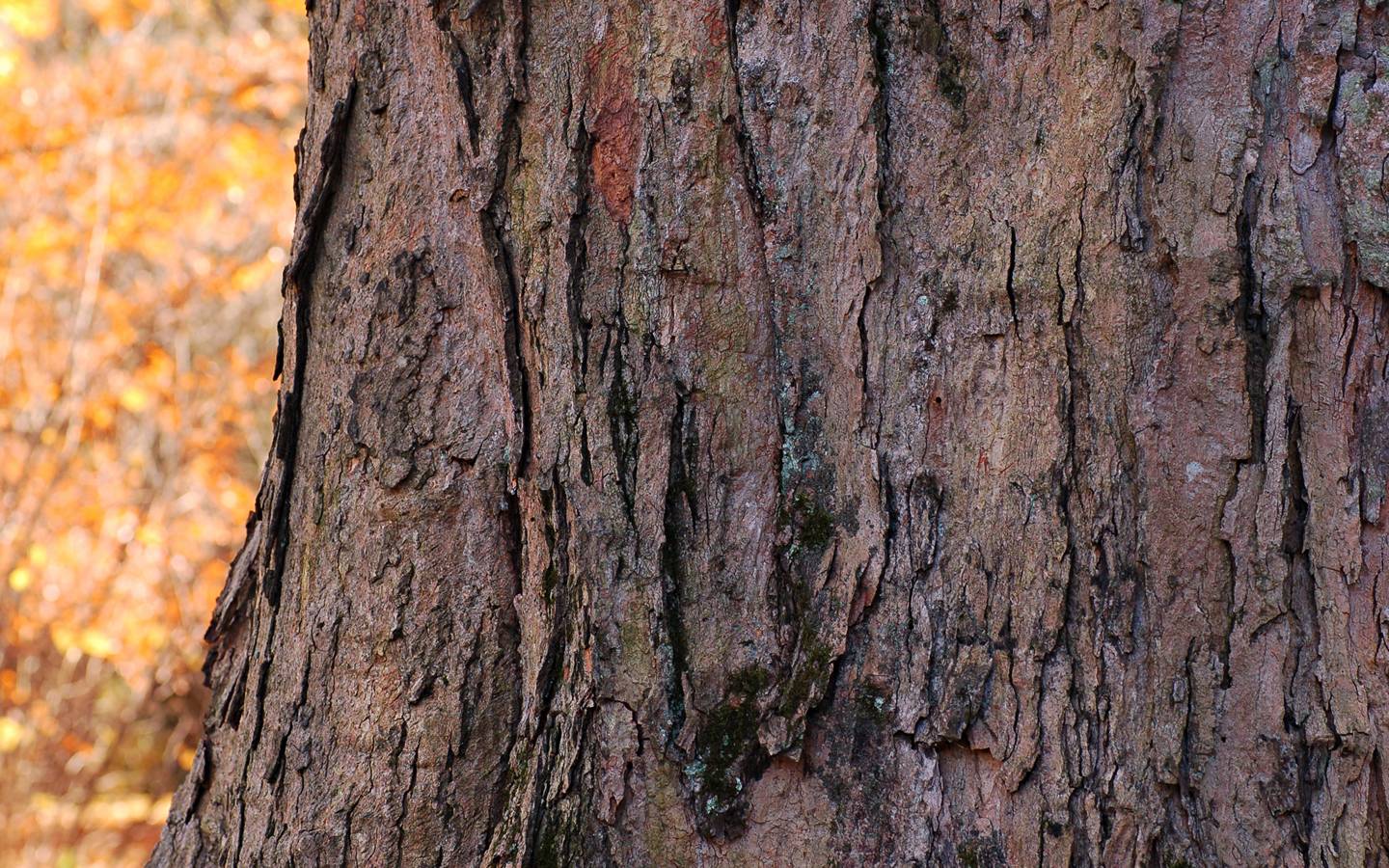 Sugar Maple Bark