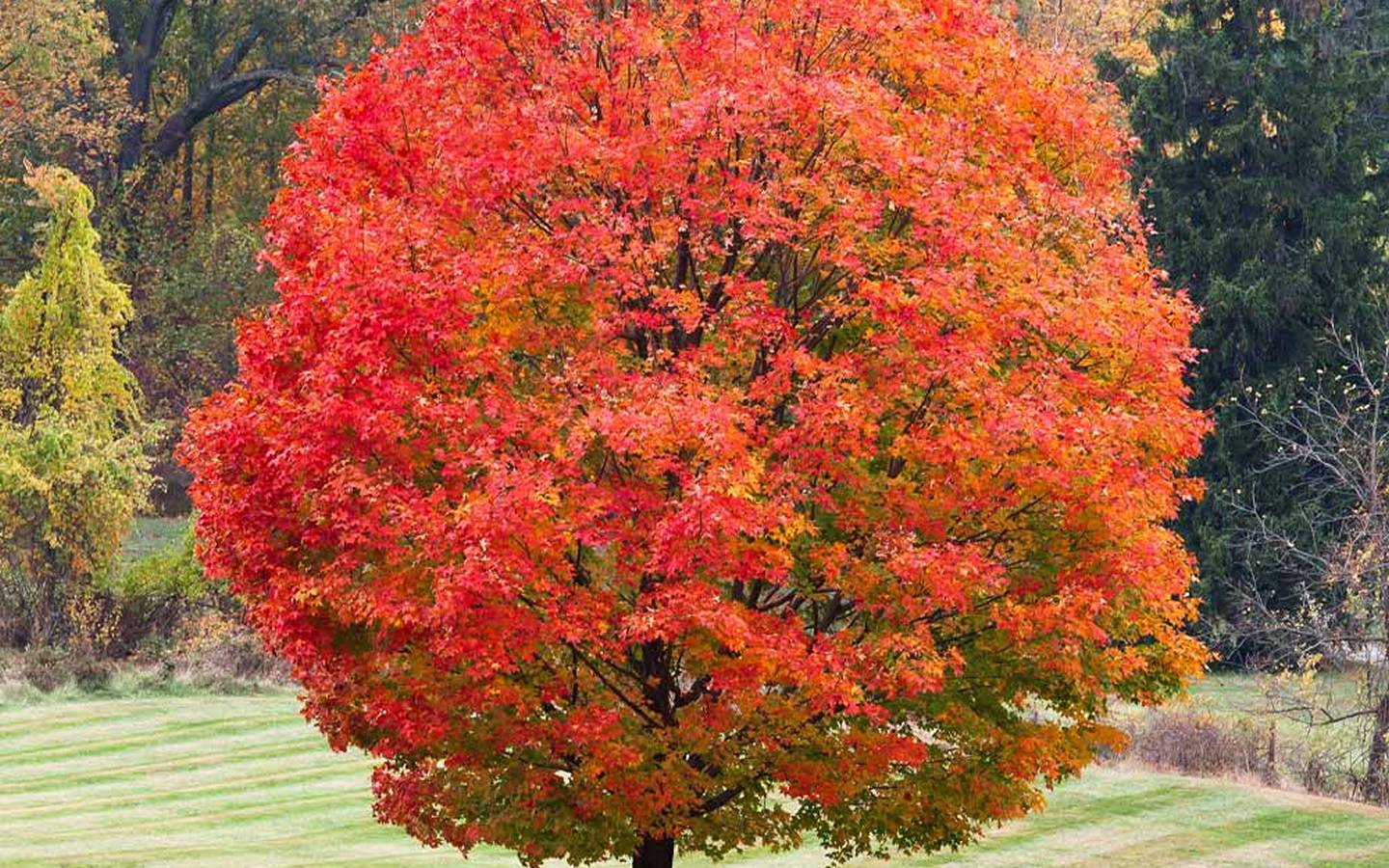 Sugar Maple